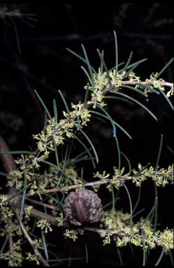 APII jpeg image of Hakea nodosa  © contact APII