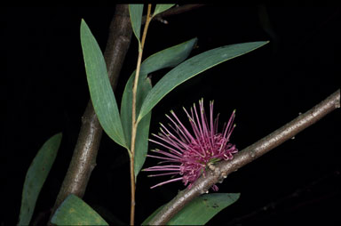 APII jpeg image of Hakea obtusa  © contact APII