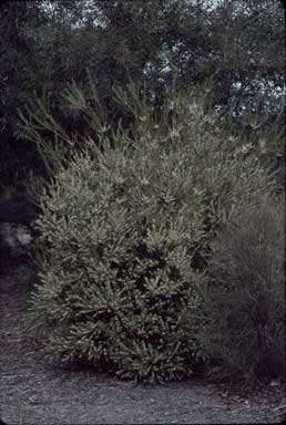 APII jpeg image of Hakea propinqua  © contact APII