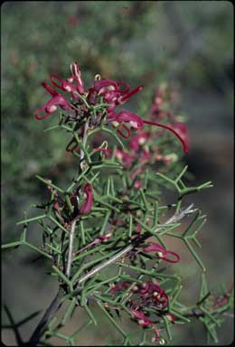 APII jpeg image of Hakea purpurea  © contact APII