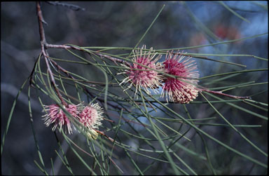 APII jpeg image of Hakea pycnoneura  © contact APII