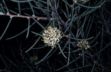 APII jpeg image of Hakea recurva  © contact APII