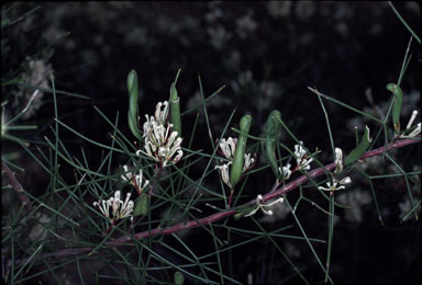 APII jpeg image of Hakea trifurcata  © contact APII