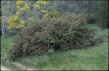 APII jpeg image of Hakea 'Burrendong Beauty'  © contact APII