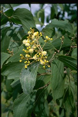 APII jpeg image of Acacia flavescens  © contact APII