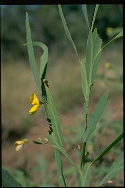 APII jpeg image of Bossiaea bossiaeoides  © contact APII