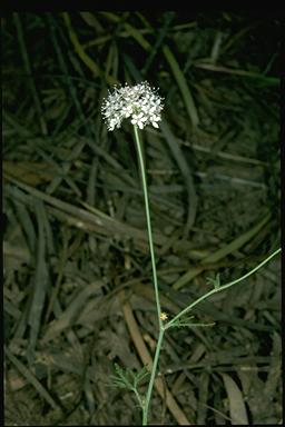 APII jpeg image of Trachymene bivestita var. bivestita  © contact APII