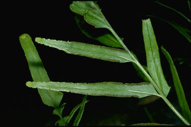 APII jpeg image of Lindsaea ensifolia subsp. ensifolia  © contact APII