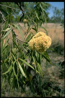 APII jpeg image of Corymbia polycarpa  © contact APII