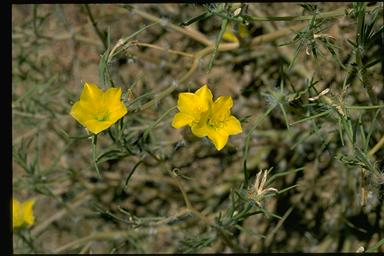 APII jpeg image of Portulaca filifolia  © contact APII