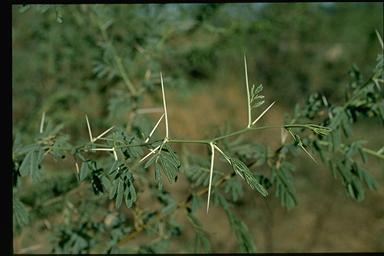 APII jpeg image of Acacia nilotica subsp. indica  © contact APII