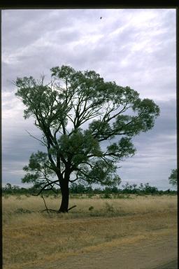 APII jpeg image of Acacia argyrodendron  © contact APII