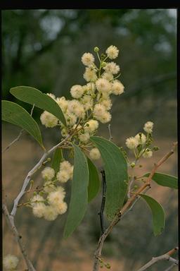 APII jpeg image of Acacia platycarpa  © contact APII