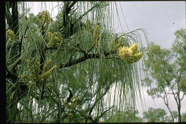 APII jpeg image of Hakea lorea subsp. lorea  © contact APII