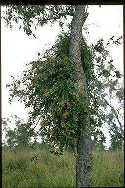 APII jpeg image of Dendrophthoe homoplastica,<br/>Viscum articulatum  © contact APII