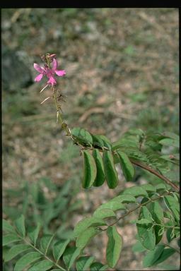 APII jpeg image of Indigofera pratensis  © contact APII