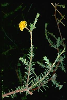 APII jpeg image of Acacia galioides var. leioclada  © contact APII