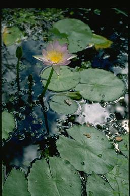 APII jpeg image of Nymphaea violacea  © contact APII