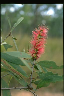 APII jpeg image of Melaleuca viridiflora  © contact APII