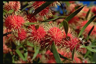 APII jpeg image of Hakea 'Kincora'  © contact APII