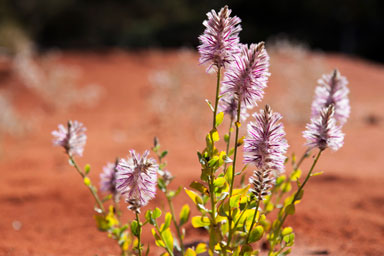 APII jpeg image of Ptilotus nobilis subsp. nobilis  © contact APII