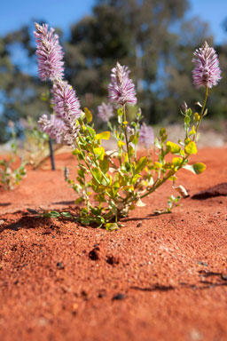 APII jpeg image of Ptilotus nobilis subsp. nobilis  © contact APII