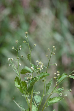 APII jpeg image of Dichrocephala integrifolia  © contact APII