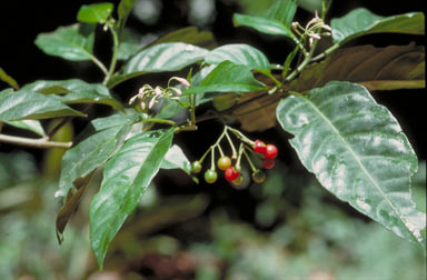 APII jpeg image of Solanum viridifolium  © contact APII