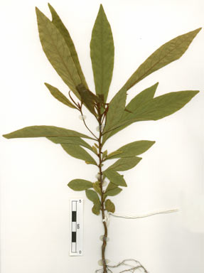 APII jpeg image of Terminalia complanata  © contact APII