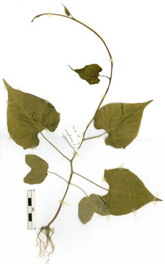 APII jpeg image of Ipomoea hederifolia  © contact APII