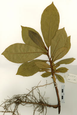 APII jpeg image of Terminalia catappa  © contact APII