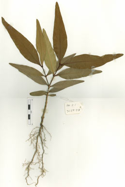 APII jpeg image of Notelaea longifolia  © contact APII