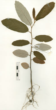 APII jpeg image of Alphitonia excelsa  © contact APII