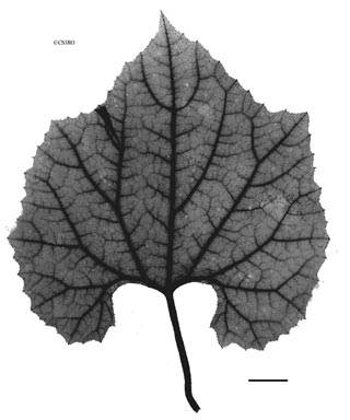 APII jpeg image of Trichosanthes cucumerina  © contact APII