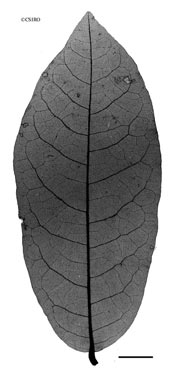 APII jpeg image of Melodorum scabridulum  © contact APII