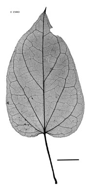 APII jpeg image of Tylophora grandiflora  © contact APII