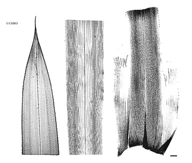 APII jpeg image of Freycinetia marginata  © contact APII