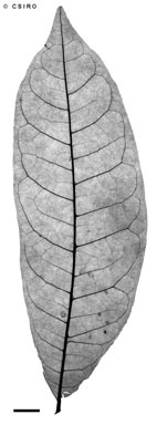 APII jpeg image of Dysoxylum parasiticum  © contact APII