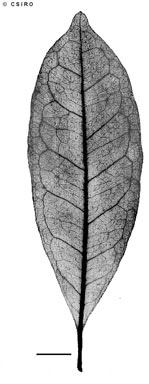 APII jpeg image of Baileyoxylon lanceolatum  © contact APII