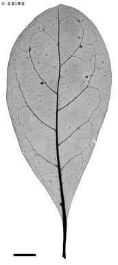 APII jpeg image of Terminalia muelleri  © contact APII