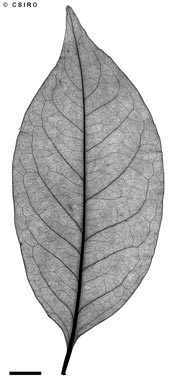 APII jpeg image of Diospyros fasciculosa  © contact APII