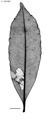 APII jpeg image of Ceratopetalum iugumensis  © contact APII