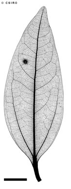 APII jpeg image of Cinnamomum propinquum  © contact APII