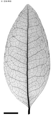 APII jpeg image of Meiogyne cylindrocarpa subsp. trichocarpa  © contact APII