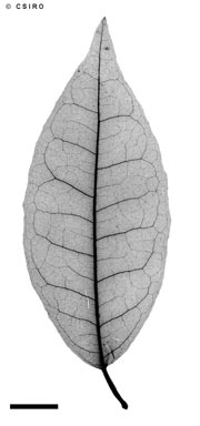 APII jpeg image of Elaeagnus triflora  © contact APII