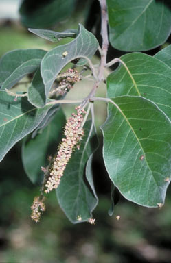 APII jpeg image of Terminalia platyphylla  © contact APII