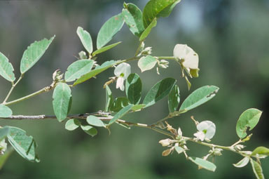 APII jpeg image of Dendrolobium arbuscula  © contact APII