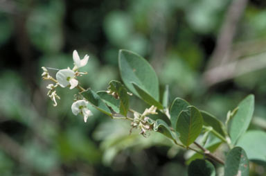 APII jpeg image of Dendrolobium arbuscula  © contact APII