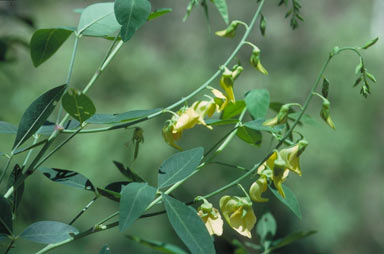 APII jpeg image of Crotalaria laburnifolia  © contact APII