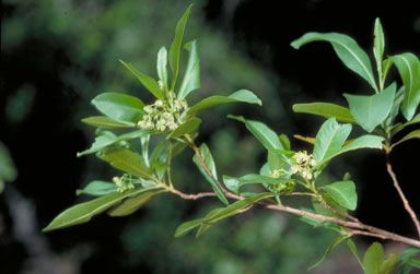 APII jpeg image of Dodonaea platyptera  © contact APII